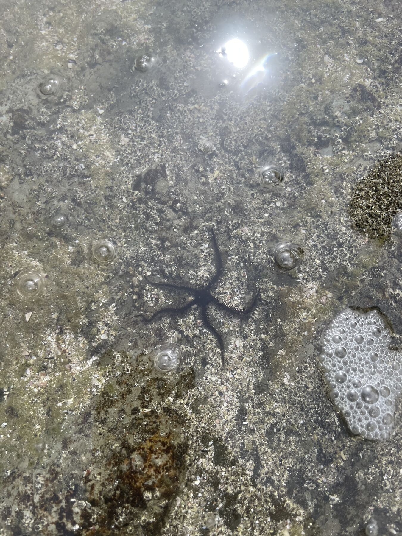 Sea star in a tide pool at the cove near Playa Mantas